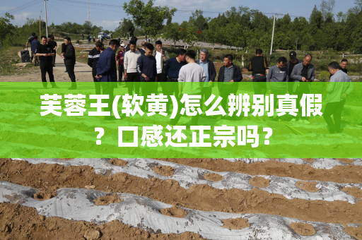 芙蓉王(软黄)怎么辨别真假？口感还正宗吗？